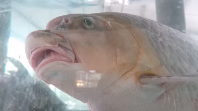 Cũng chính bởi giá vô cùng đắt đỏ mà người mua cá Anh Vũ chủ yếu là các đại gia và nhà hàng sang trọng. Ảnh: Internet.