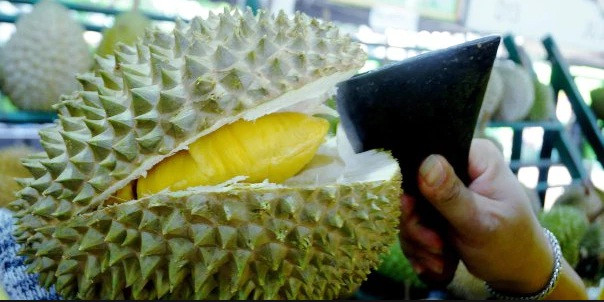 Theo họ, các loại sầu riêng quý hiếm và ngon nhất ở Indonesia là Montong và Kumbokarno. Thông thường, chúng chỉ có giá khoảng 14 USD/trái. Ảnh: New Straits Times.