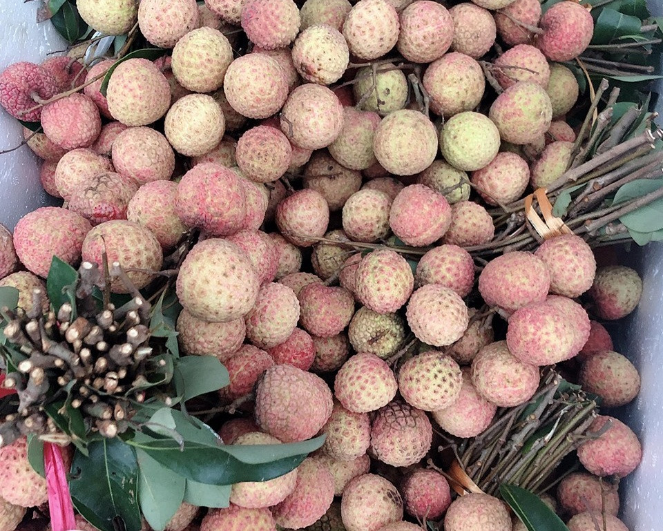 Những ngày cuối tháng 5, đầu tháng 6 là thời điểm bắt đầu vào vụ thu hoạch vải thiều tại các tỉnh phía Bắc. Theo người dân, số lượng vải thiều năm nay giảm mạnh nhưng bù lại giá bán được đẩy lên cao. Ảnh: Facebook.