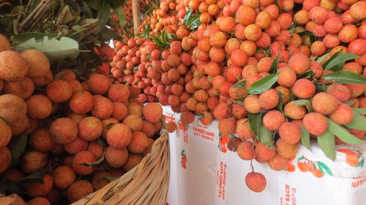 Tại Anh, quả vải tươi trong các siêu thị đóng thành túi/hộp khoảng 300-400gr, giá trung bình khoảng 5-7 bảng Anh/kg, tương đương khoảng 150.000-200.000 đồng. Ảnh: Phapluatsansinh.