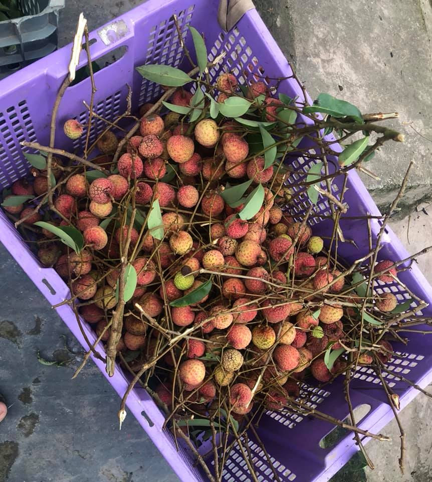 Tại một số điểm thu mua vải ở Lục Ngạn (Bắc Giang), vải thiều được bán buôn với giá dao động từ 30.000 – 45.000 đồng/kg, cao gấp đôi so với cùng thời điểm năm ngoái. Ảnh: Facebook.