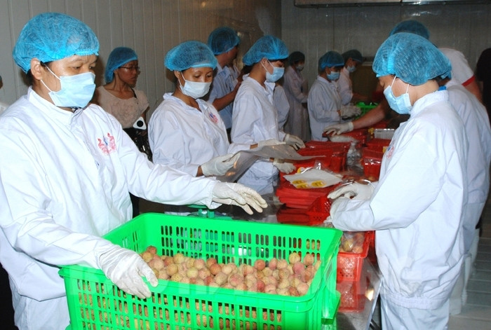 Vụ vải thiều năm 2017, vải Hải Dương ở Australia cũng được bán với giá cao gấp 8 lần so với trong nước, khoảng 400.000 đồng/kg. Ảnh: Baohaiduong.