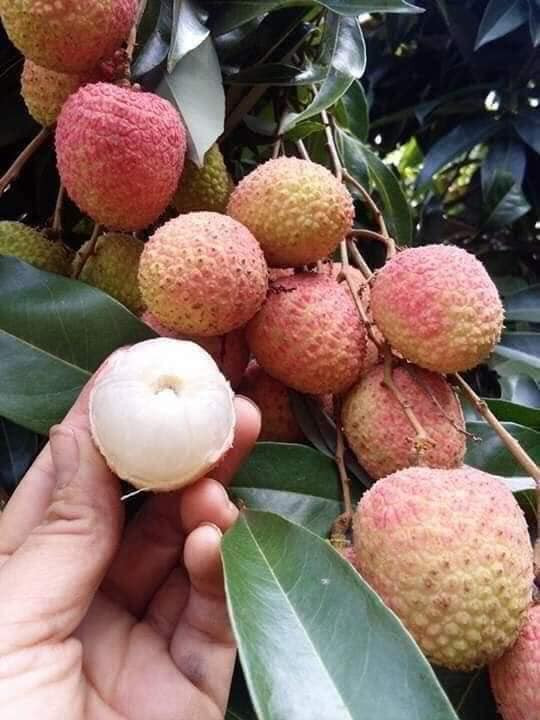 Vải thiểu tại một số chợ dân sinh ở Hà Nội có giá từ 45.000 - 55.000 đồng/kg. Ảnh: Facebook.