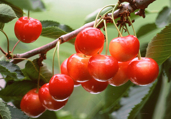 Đây cũng là trang trại đầu tiên tại Nhật cho phép du khách vừa hái vừa thưởng thức cherry.