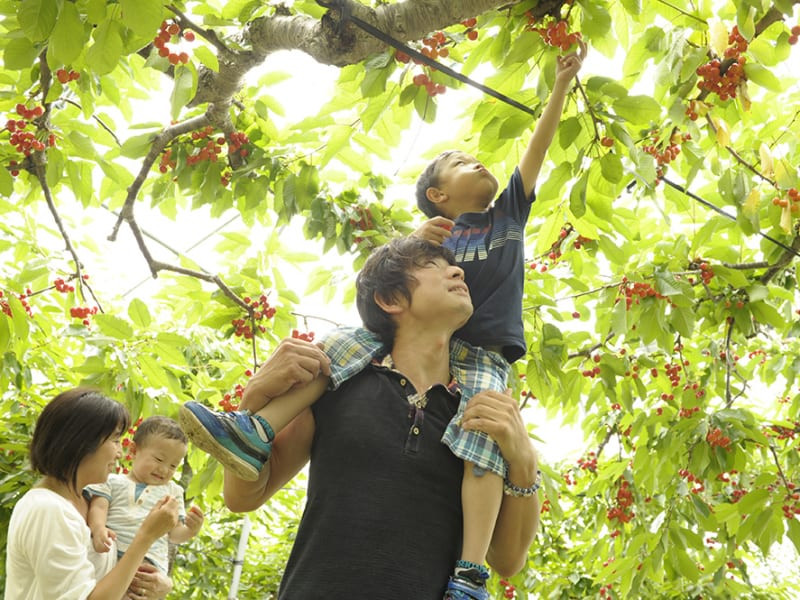 Trang trại có hơn 50 loại và 1.500 cây cherry khác nhau.