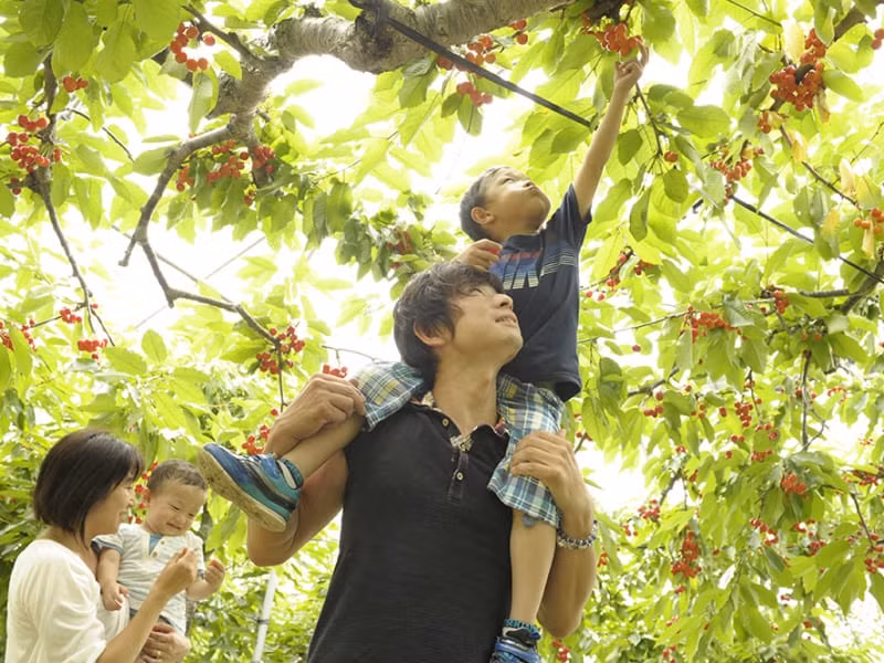 Trang trại có hơn 50 loại và 1.500 cây cherry khác nhau.