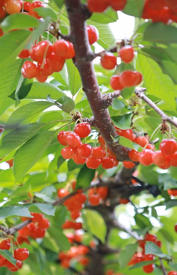  Cherry ở đây rất ngon và ngọt.
