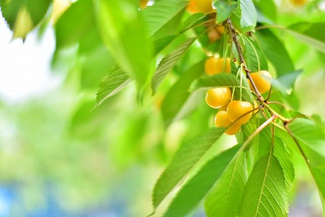 Mỗi loại cherry có một huơng vị khác nhau. Nguồn ảnh: Ohashi.