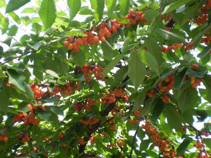 Vào mùa thu hoạch cherry (từ tháng 7 đến tháng 8), rất đông du khách đến đây để được trải nghiệm.