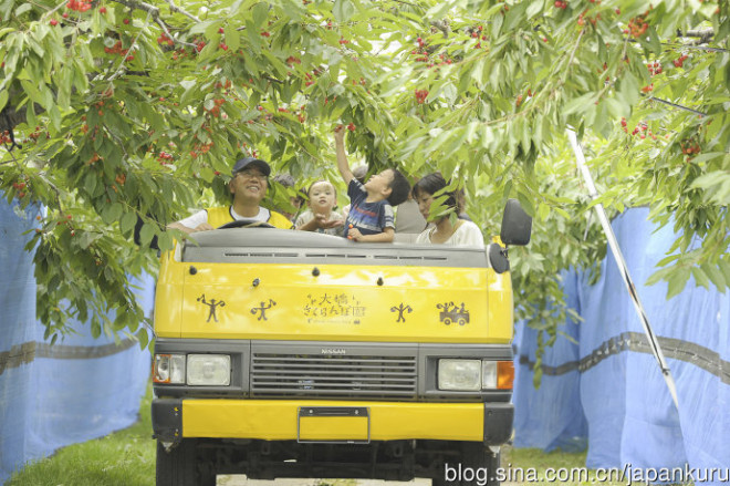 Trang trại cherry Ohashi nằm ở Ashibotsu (Hokkaido, Nhật Bản) đã có kinh nghiệm trồng loại trái cây này được hơn 50 năm.
