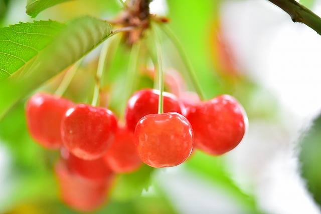 Bên cạnh cherry phổ biến, trang trại còn có những giống cherry đặc biệt như cherry Homare Nishiki, Ashibetsu...
