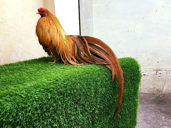 Bên cạnh rau, cám, thóc... người nuôi còn cho gà ăn thêm các loại vitamin, chất đạm như sâu, dế, thịt bò, cá, rau, cỏ...Ảnh: Internet.