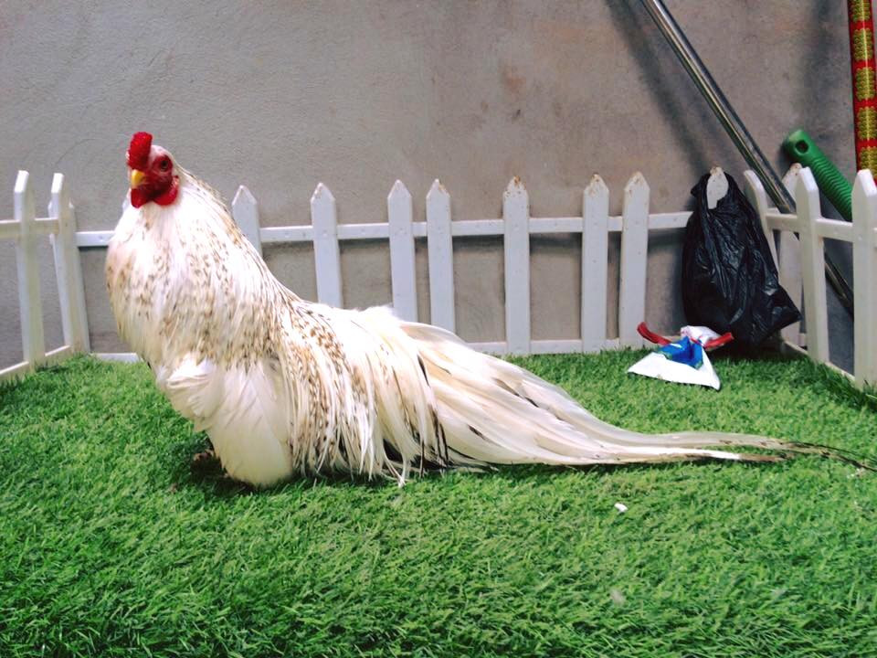 Đây là giống gà thuần bản địa của Việt Nam, có bộ lông sặc sỡ, bộ đuôi dày, dài thướt tha. Ảnh: FB Trại gà tân châu Hà Nội.