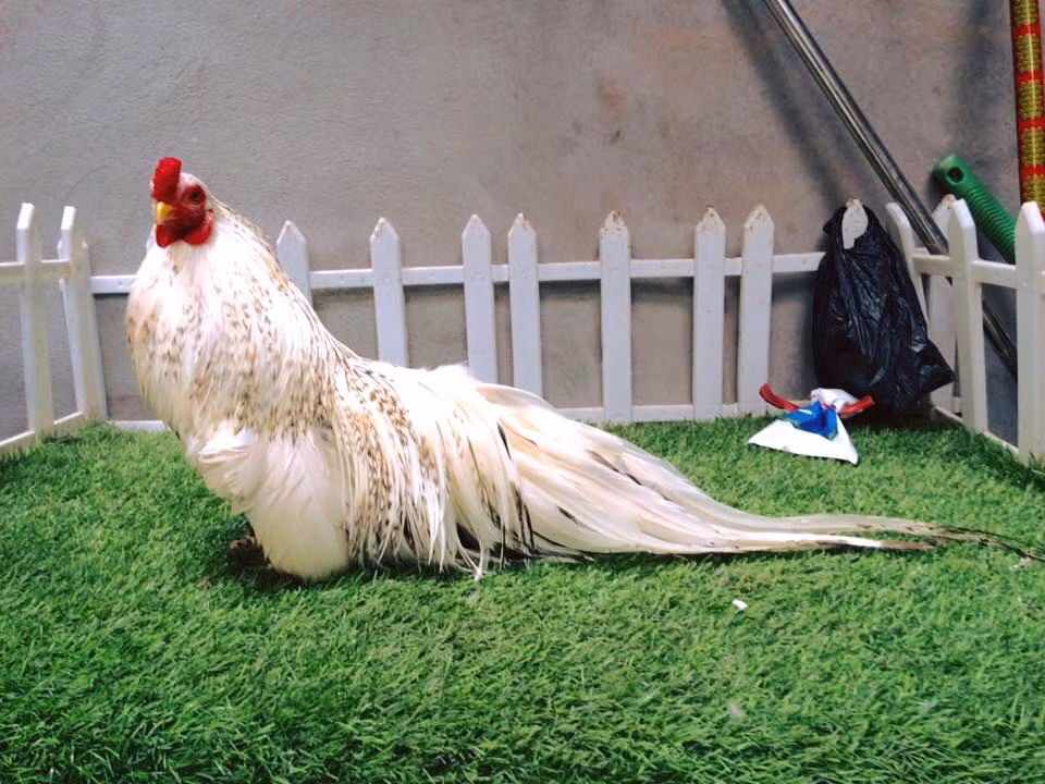 Đây là giống gà thuần bản địa của Việt Nam, có bộ lông sặc sỡ, bộ đuôi dày, dài thướt tha. Ảnh: FB Trại gà tân châu Hà Nội.