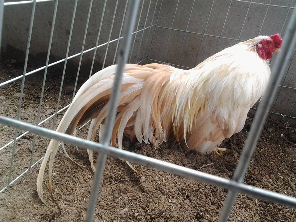 Chuồng trại phải đủ ánh sáng nhằm đảm bảo việc tắm nắng, tắm cát thường xuyên để gà sở hữu bộ lông luôn óng mượt. Ảnh: Facebook.