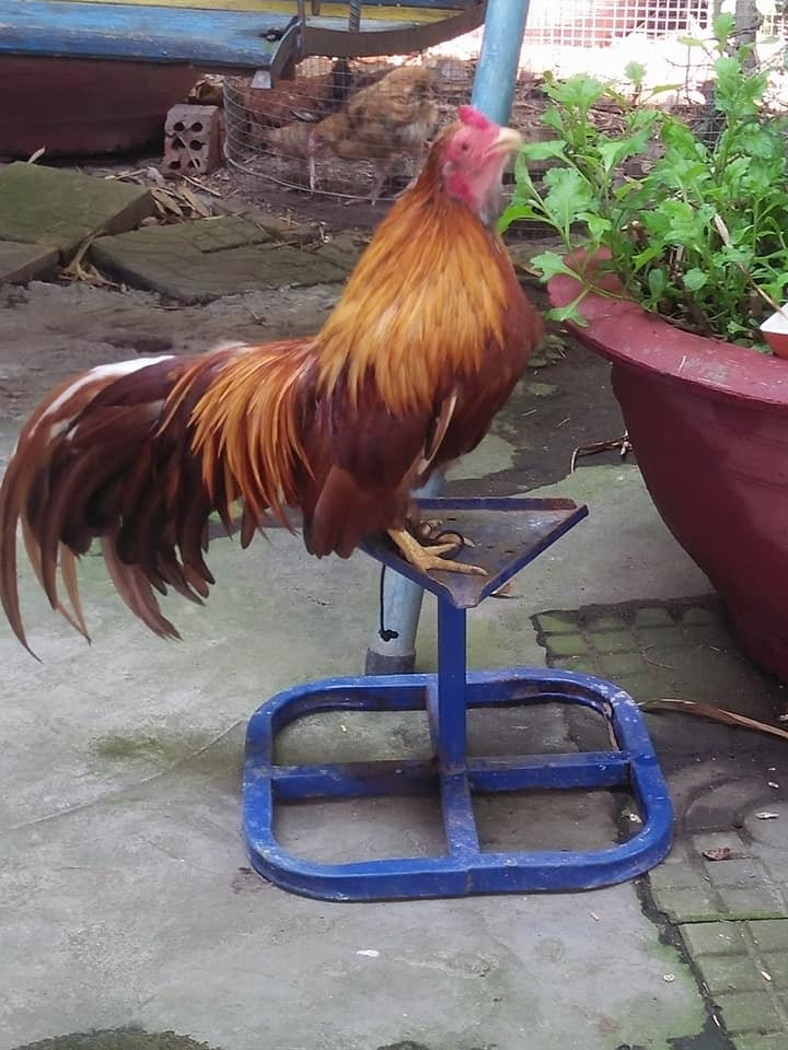 Thời gian gần đây, nhiều đại gia sẵn sàng chi tiền triệu, thậm chí vài chục triệu để sở hữu một con gà Tân Châu thuần chủng. Ảnh: Dai Kio.