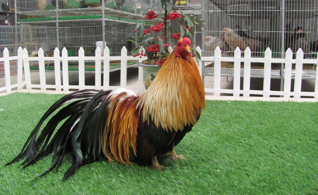 Hiện tại, có hai giả thiết cơ bản về nguồn gốc của giống gà Tân Châu thuần chủng. Thứ nhất, chúng bắt nguồn từ gà rừng và được dân bản địa thuần hóa. Ảnh: FB Trại gà tân châu Hà Nội.