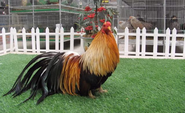 Hiện tại, có hai giả thiết cơ bản về nguồn gốc của giống gà Tân Châu thuần chủng. Thứ nhất, chúng bắt nguồn từ gà rừng và được dân bản địa thuần hóa. Ảnh: FB Trại gà tân châu Hà Nội.