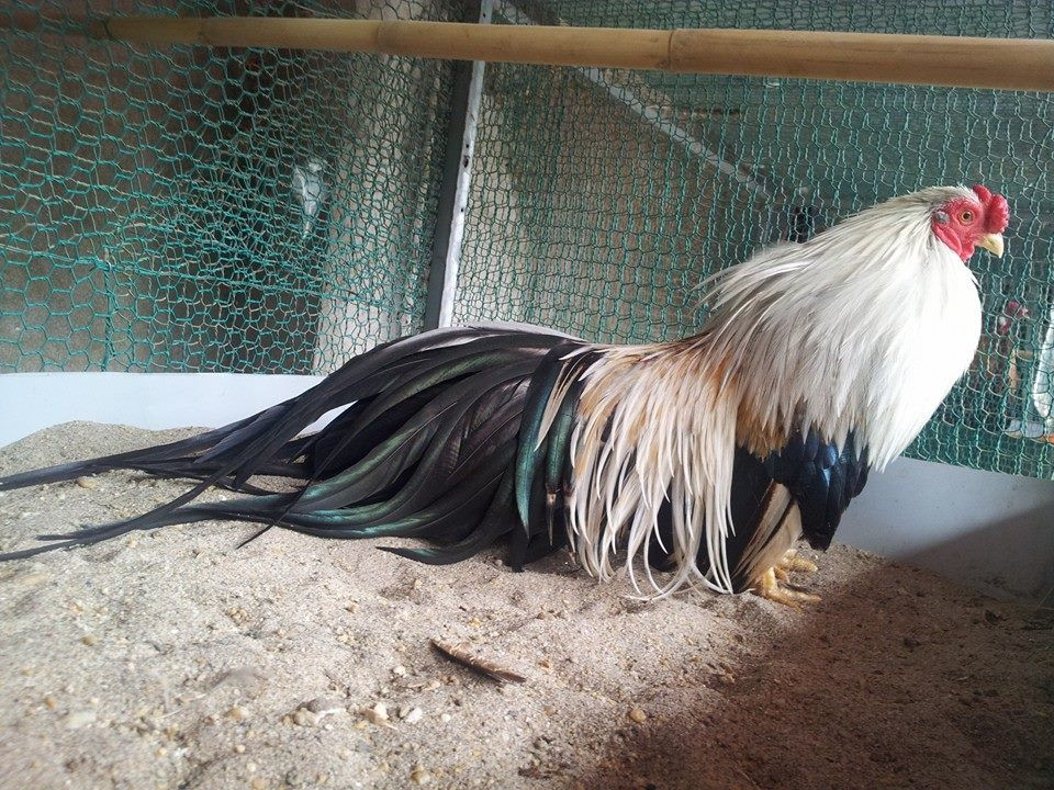 Người nuôi gà cảnh Tân Châu thường rất tỉ mỉ trong chế độ ăn cũng như chuồng trại đủ điều kiện. Ảnh: Internet.