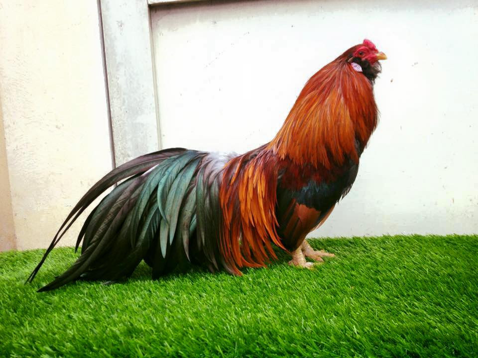 Theo một số người bán, trên thị trường hiện nay giống gà Tân Châu thuần chủng không nhiều, chủ yếu đã được lai tạo. Ảnh: Internet.