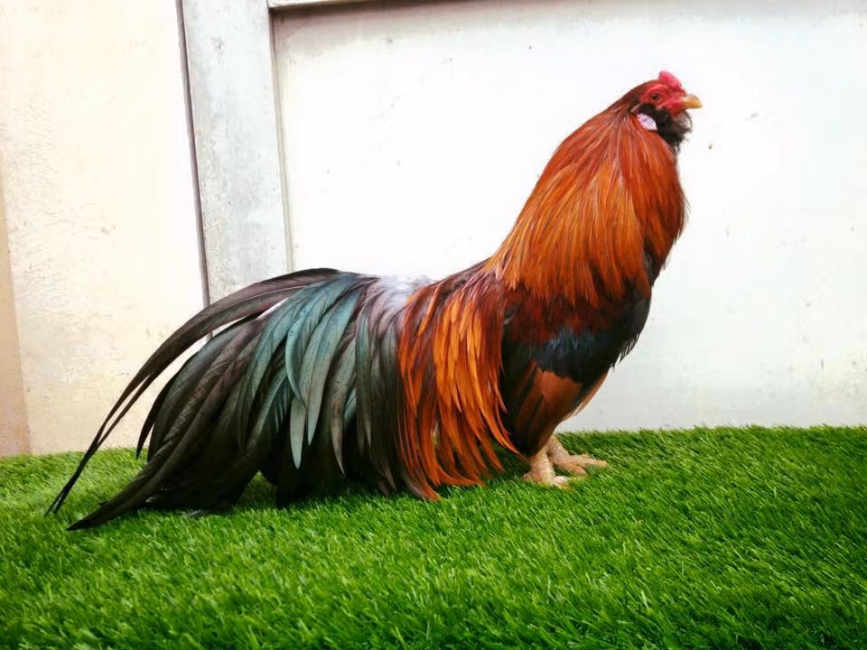 Theo một số người bán, trên thị trường hiện nay giống gà Tân Châu thuần chủng không nhiều, chủ yếu đã được lai tạo. Ảnh: Internet.