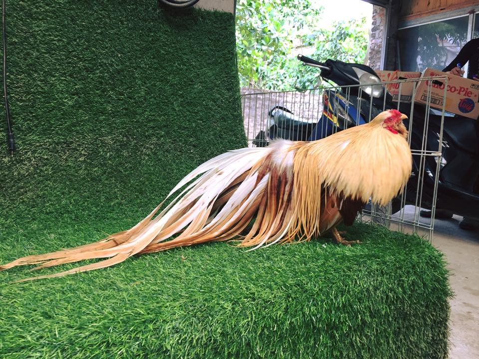 Gà Tân Châu cũng là lựa chọn ưa thích của dân chơi gà kiểng ở Việt Nam. Ảnh: VTV.