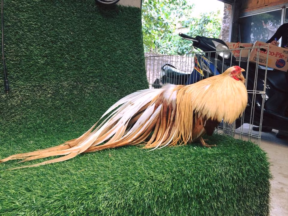 Gà Tân Châu cũng là lựa chọn ưa thích của dân chơi gà kiểng ở Việt Nam. Ảnh: VTV.