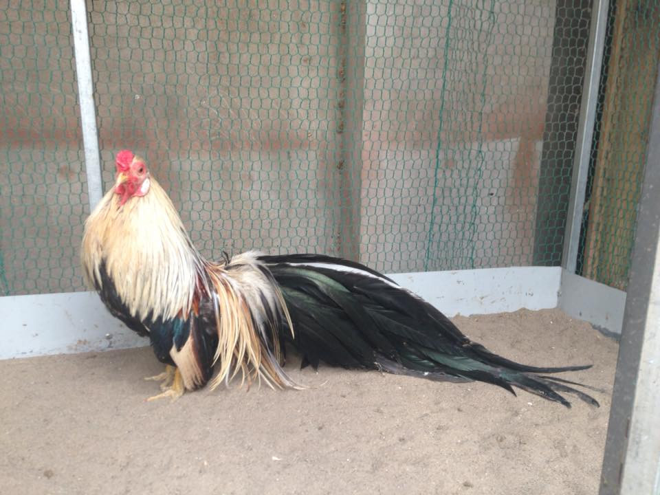 Gà Tân Châu được ưa chuộng bởi màu sắc đẹp mắt và "thần thái" oai phong. Ảnh: Internet.