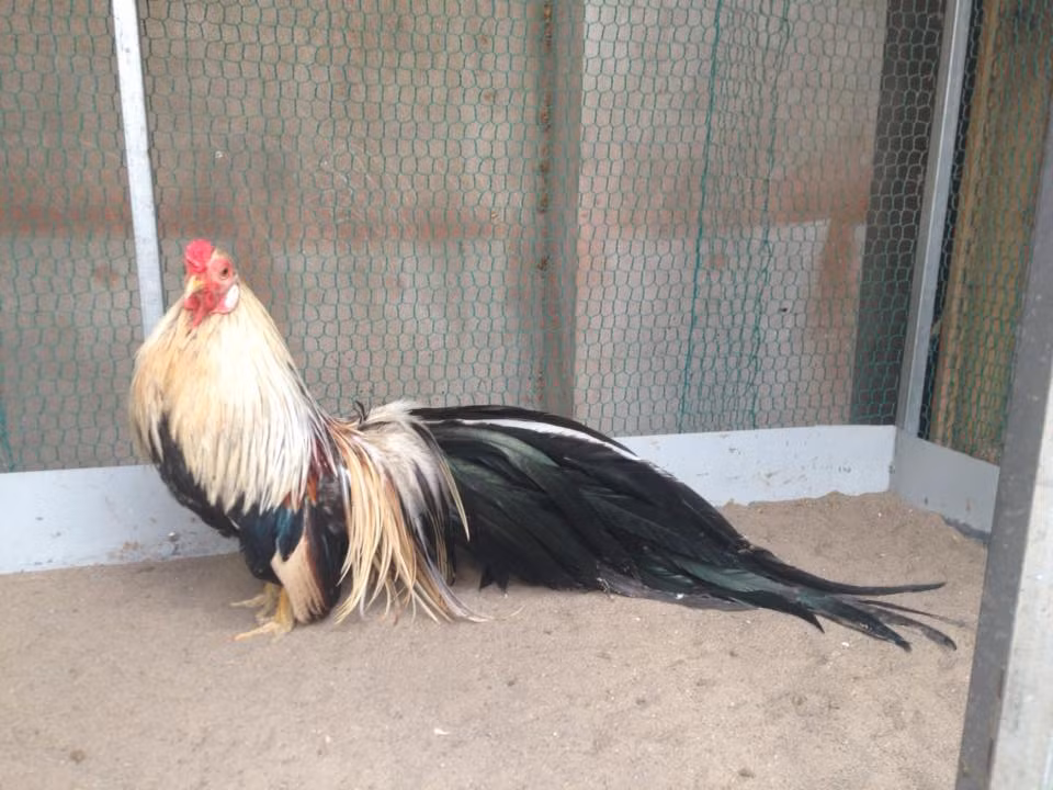 Gà Tân Châu được ưa chuộng bởi màu sắc đẹp mắt và "thần thái" oai phong. Ảnh: Internet.