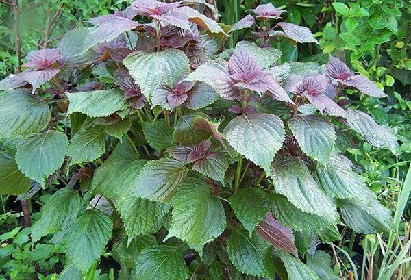 Nếu như ở Việt Nam, lá tía tô có thể mua với giá 1.000 - 2.000 đồng/mớ nhưng ở Nhật bán theo lá với giá 500-700 đồng/lá. Ảnh: Internet.