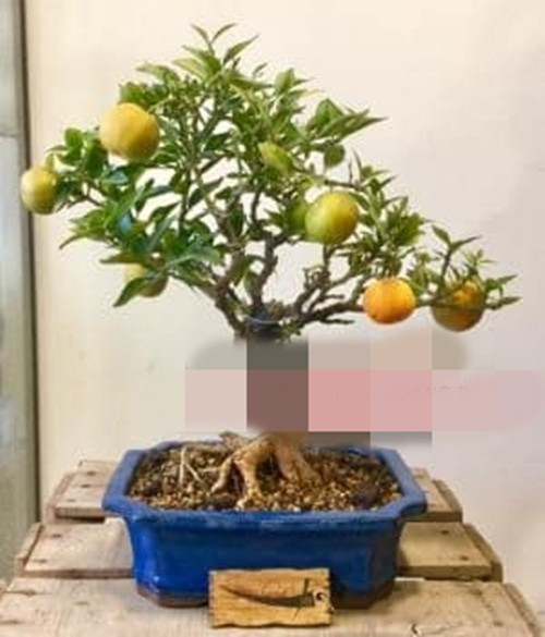 Nhiều khách hàng tỏ ra thích thú vì vừa có thể làm cảnh chơi Tết lại có thể ăn trái. Ảnh: FB Gardener Nguyễn Hoàng Phong.