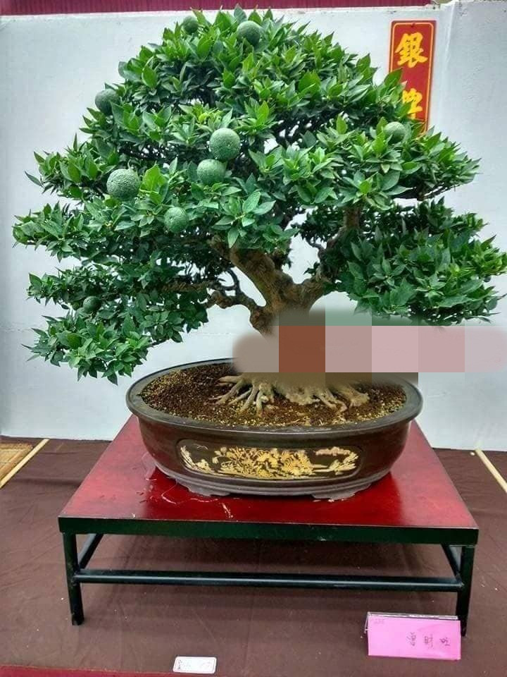 Anh Đông hy vọng Tết năm nay sẽ có một chậu cảnh độc đáo trang trí nhà. Ảnh: FB Gardener Nguyễn Hoàng Phong.