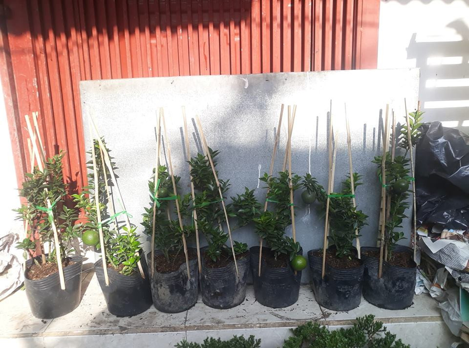 Anh Nguyễn Đông (Hà Nội) cho biết, thấy cam Nhật lạ mắt nên vừa đặt mua một cây về trồng thử. Ảnh: FB Gardener Nguyễn Hoàng Phong.