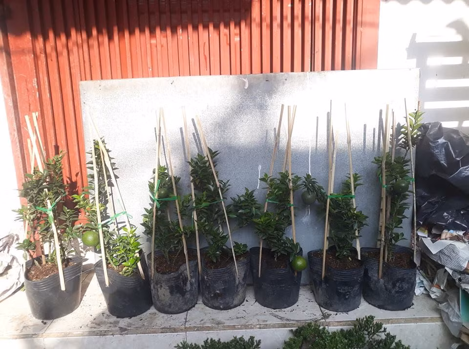 Anh Nguyễn Đông (Hà Nội) cho biết, thấy cam Nhật lạ mắt nên vừa đặt mua một cây về trồng thử. Ảnh: FB Gardener Nguyễn Hoàng Phong.