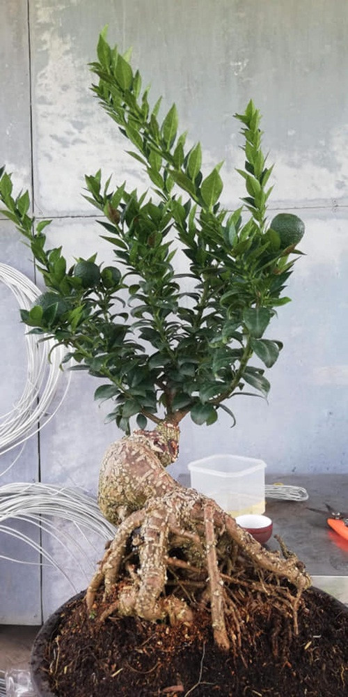 Cam Nhật ghép cần thăng dáng độc. Ảnh: Bonsai Gò Vấp.