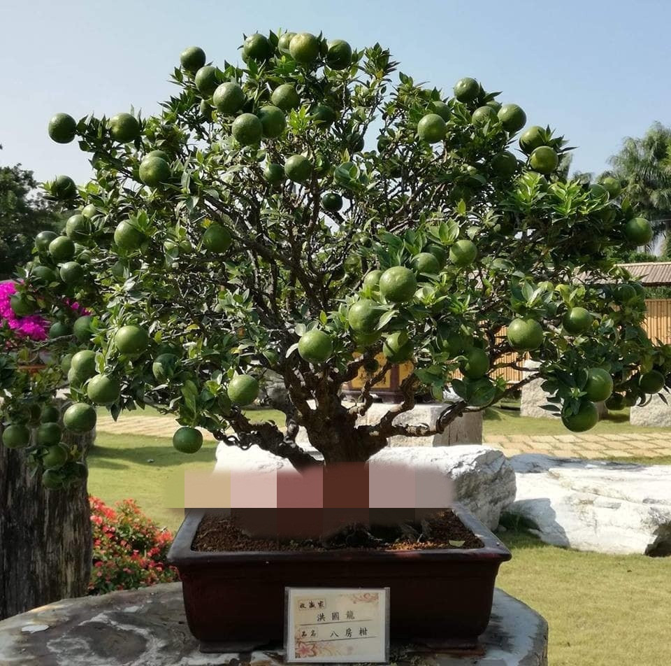 Theo giới thiệu của người bán, giống cam Nhật này có thể chơi được trong thời gian khá lâu. Ảnh: FB Gardener Nguyễn Hoàng Phong.