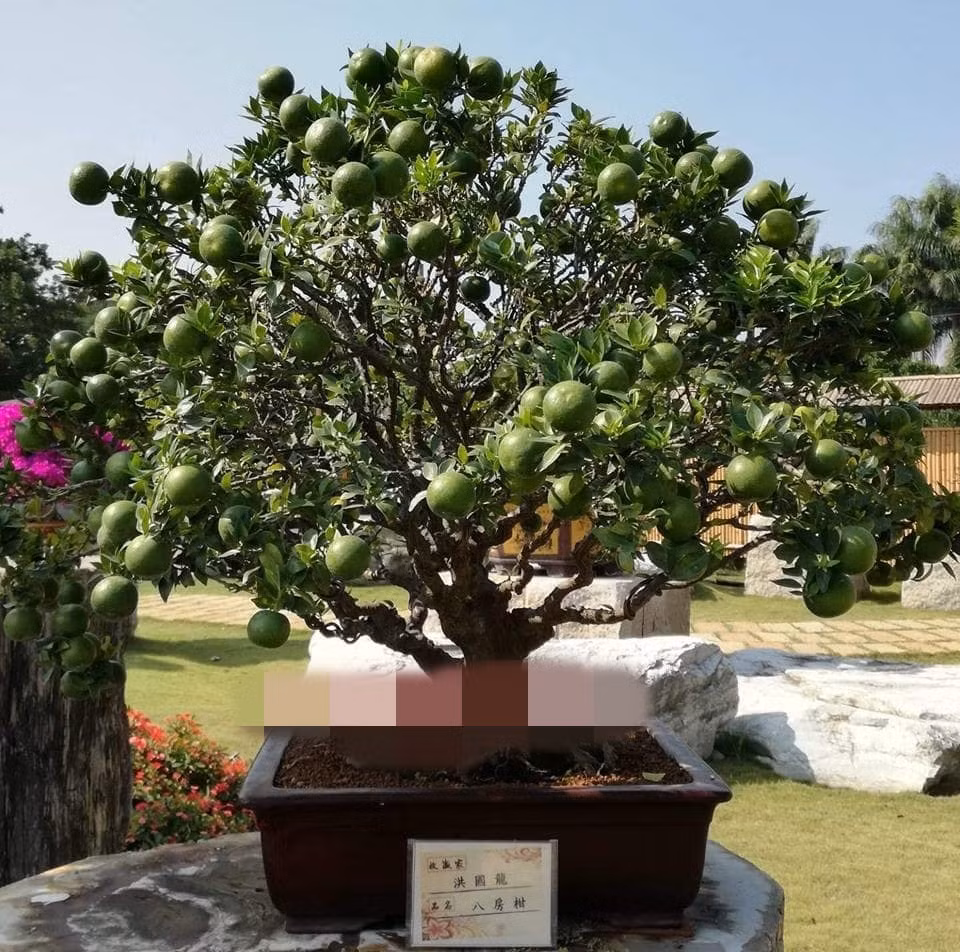 Theo giới thiệu của người bán, giống cam Nhật này có thể chơi được trong thời gian khá lâu. Ảnh: FB Gardener Nguyễn Hoàng Phong.