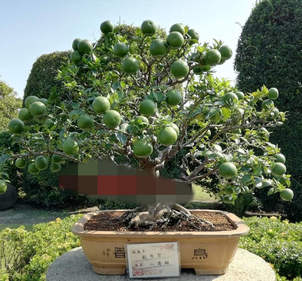 Cây cam lá nhỏ và đặc biệt rất sai quả. Ảnh: FB Gardener Nguyễn Hoàng Phong.