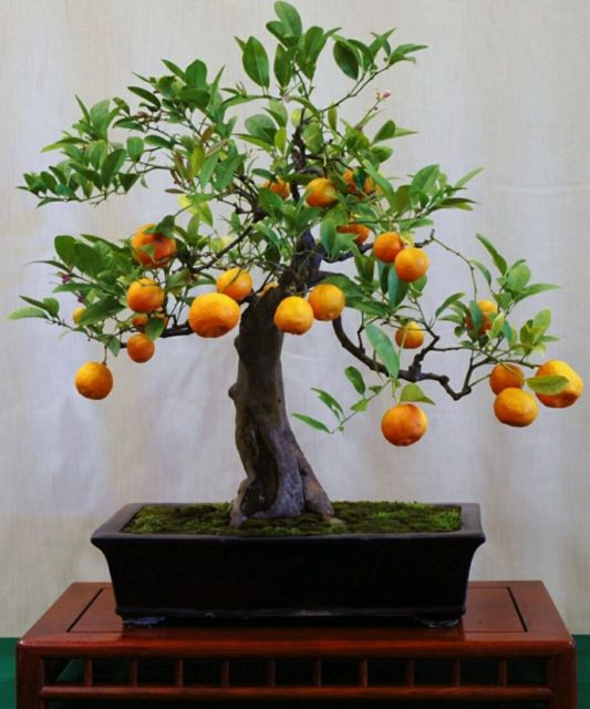 Chậu bonsai cam nhỏ nhưng sai trĩu quả trông thích mắt. Ảnh: FB Gardener Nguyễn Hoàng Phong.