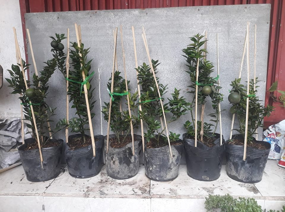 Trước Tết Nguyên đán khoảng 2 tháng, nhà vườn chiết nhánh đang có trái và bán với giá 250.000 đồng/cây. Ảnh: FB Gardener Nguyễn Hoàng Phong.