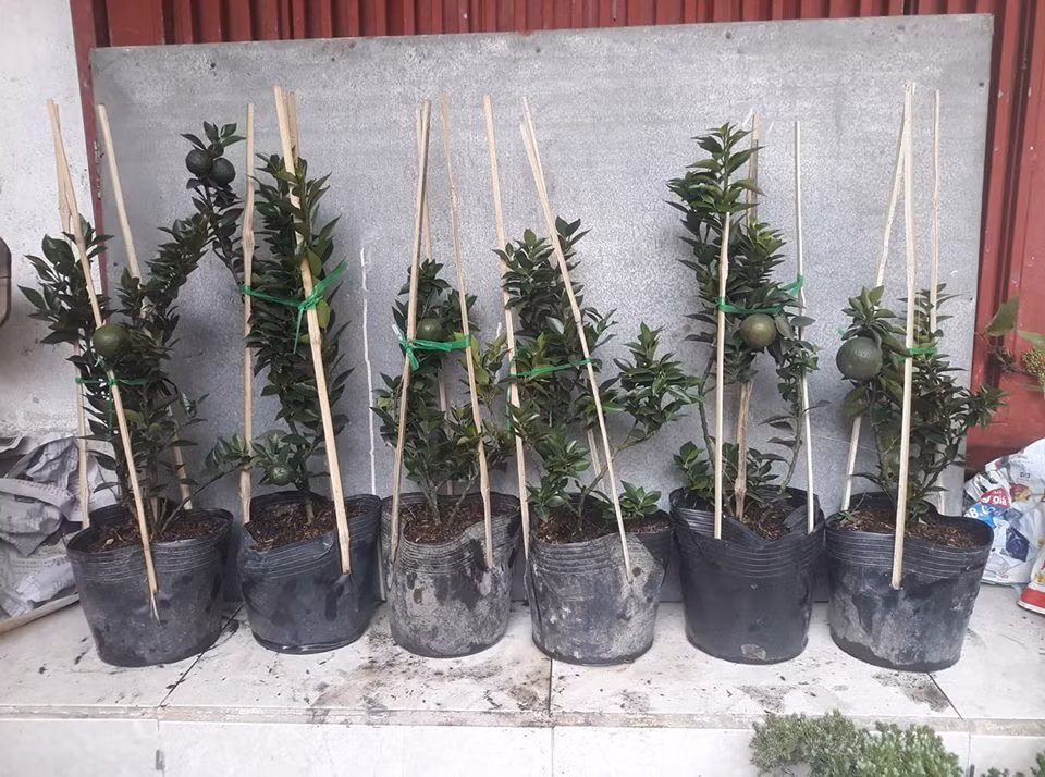 Trước Tết Nguyên đán khoảng 2 tháng, nhà vườn chiết nhánh đang có trái và bán với giá 250.000 đồng/cây. Ảnh: FB Gardener Nguyễn Hoàng Phong.