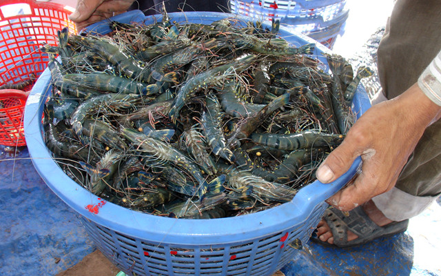 Hiện, giá tôm sú biển dao động từ hơn 300.000 đến 800.000 đồng/kg, tùy thuộc vào kích thước tôm. Ảnh: Moitruong.