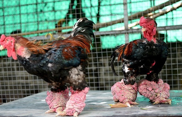 Thậm chí, vào dịp lễ Tết, có những cặp gà Đông Tảo giá lên tới cả trăm triệu đồng. Ảnh: Zing.