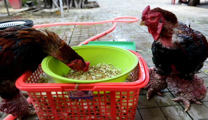 Sở dĩ có giá đắt như vậy là bởi gà Đông Tảo đòi đòi hỏi kỹ thuật chăm nuôi cầu kỳ bậc nhất trong các loại gà. Ảnh: Zing.