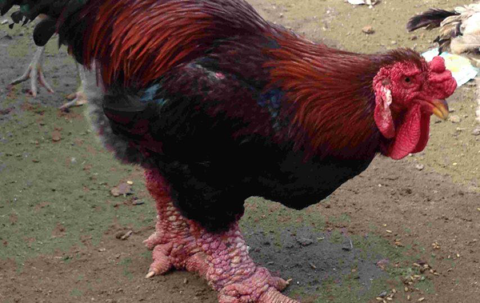 Trong khi đó, thịt gà Đông Tảo được ví "đắt như vàng" với giá dao động từ vài triệu đến cả chục triệu đồng/kg. Ảnh: Gadongtaophucvinh.