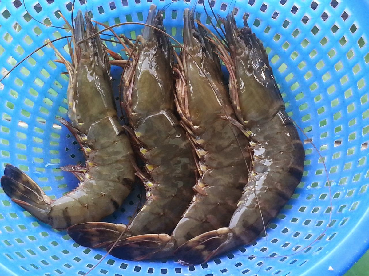 Ngoài ra, thực đơn tiệc cưới của tiền vệ Hùng Dũng còn có tôm sú. Đây là một trong những hải sản đắt đỏ thường xuất hiện trong thực đơn tại các nhà hàng sang trọng. Ảnh: Alohaisantuoi.