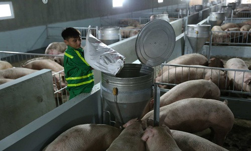 Không chỉ có doanh nghiệp của tỷ phú Trần Đình Long, Tập đoàn Massan của ông Nguyễn Đăng Quang cũng đầu tư trại nuôi heo quy mô công nghiệp 10.000 con tại huyện Quỳ Hợp, tỉnh Nghệ An. Ảnh: Dân Việt.