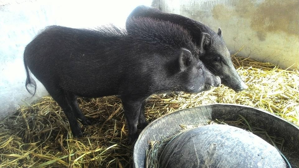 Bắt đầu từ số vốn 200 triệu đồng, đến nay trang trại của Quân đã có gần 100 con heo, với mỗi tháng xuất ra thị trường hơn 2 tấn heo rừng thịt với giá 110.000 đồng/kg. Ảnh: ĐSPL.