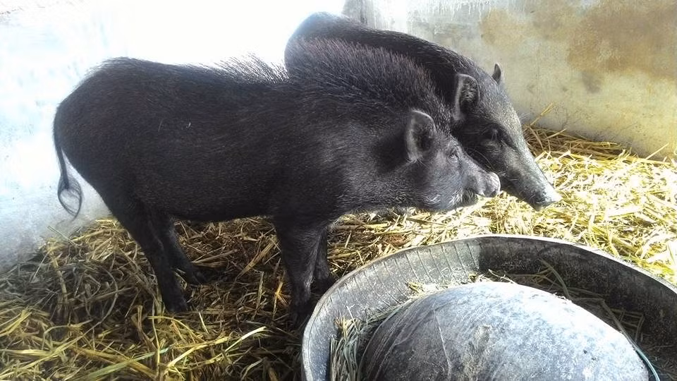 Bắt đầu từ số vốn 200 triệu đồng, đến nay trang trại của Quân đã có gần 100 con heo, với mỗi tháng xuất ra thị trường hơn 2 tấn heo rừng thịt với giá 110.000 đồng/kg. Ảnh: ĐSPL.