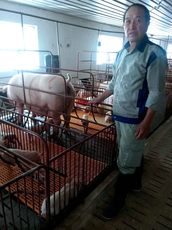 Ngoài ra, có không ít người thành tỷ phú từ việc chăn nuôi heo. Ông Giang Văn Lùng khối 1, thị trấn Cao Lộc (Lạng Sơn) là một trong số đó. Ảnh: Dân Việt.